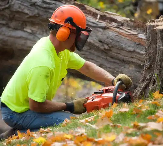 tree services University at Buffalo